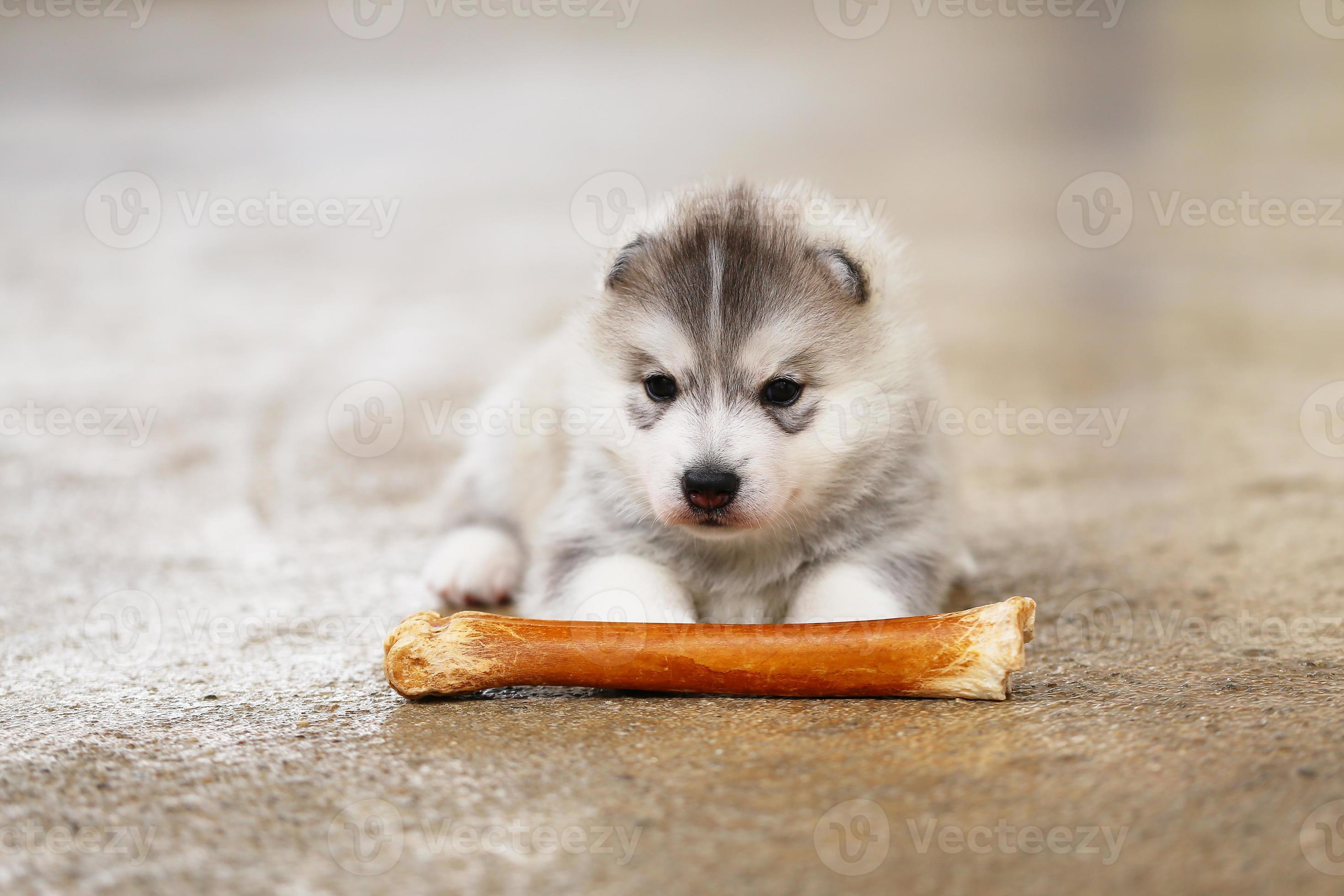 chiots husky moelleux