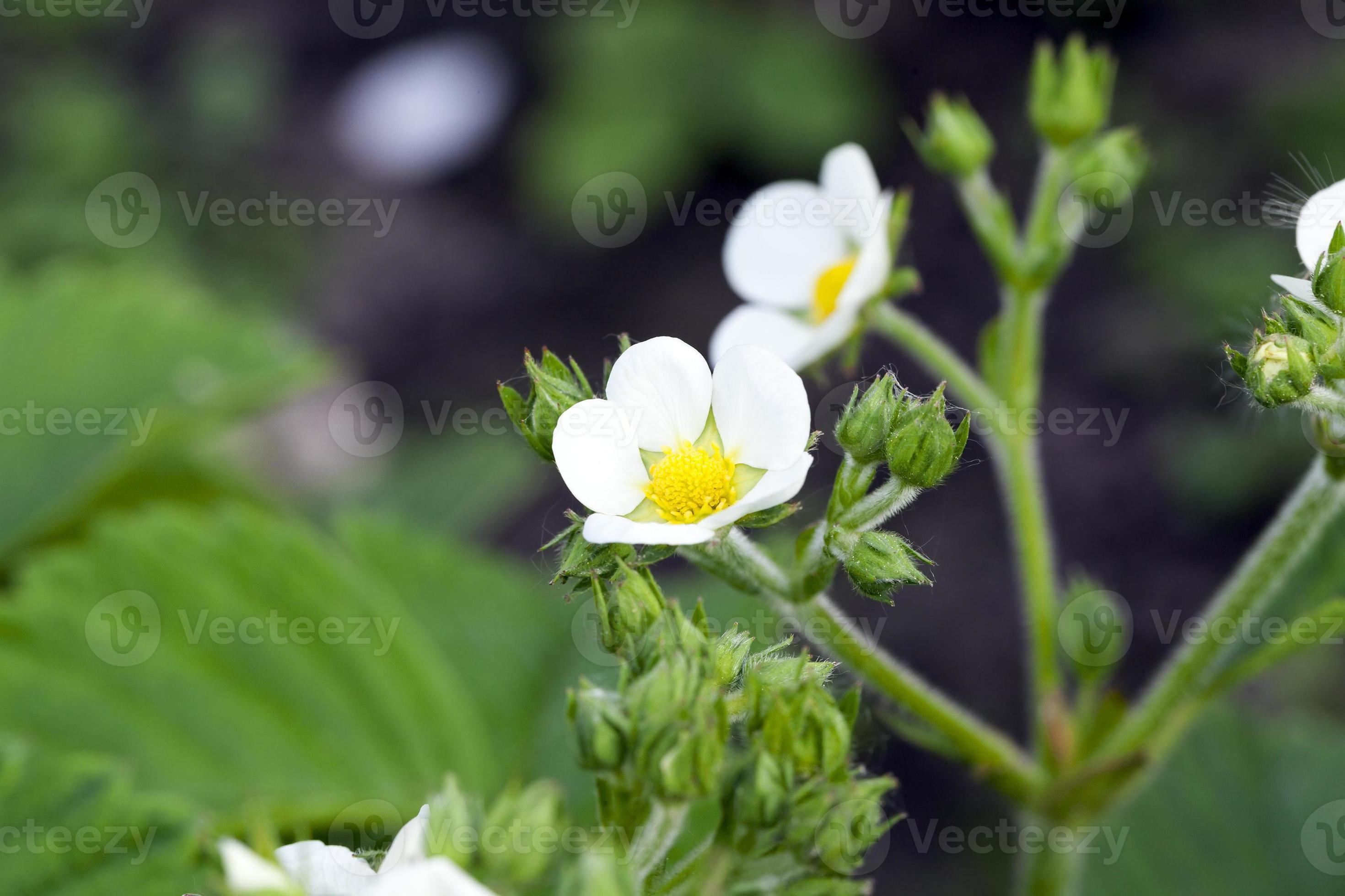 fleurs de fraises blanches en mai 9490786 Banque de photos