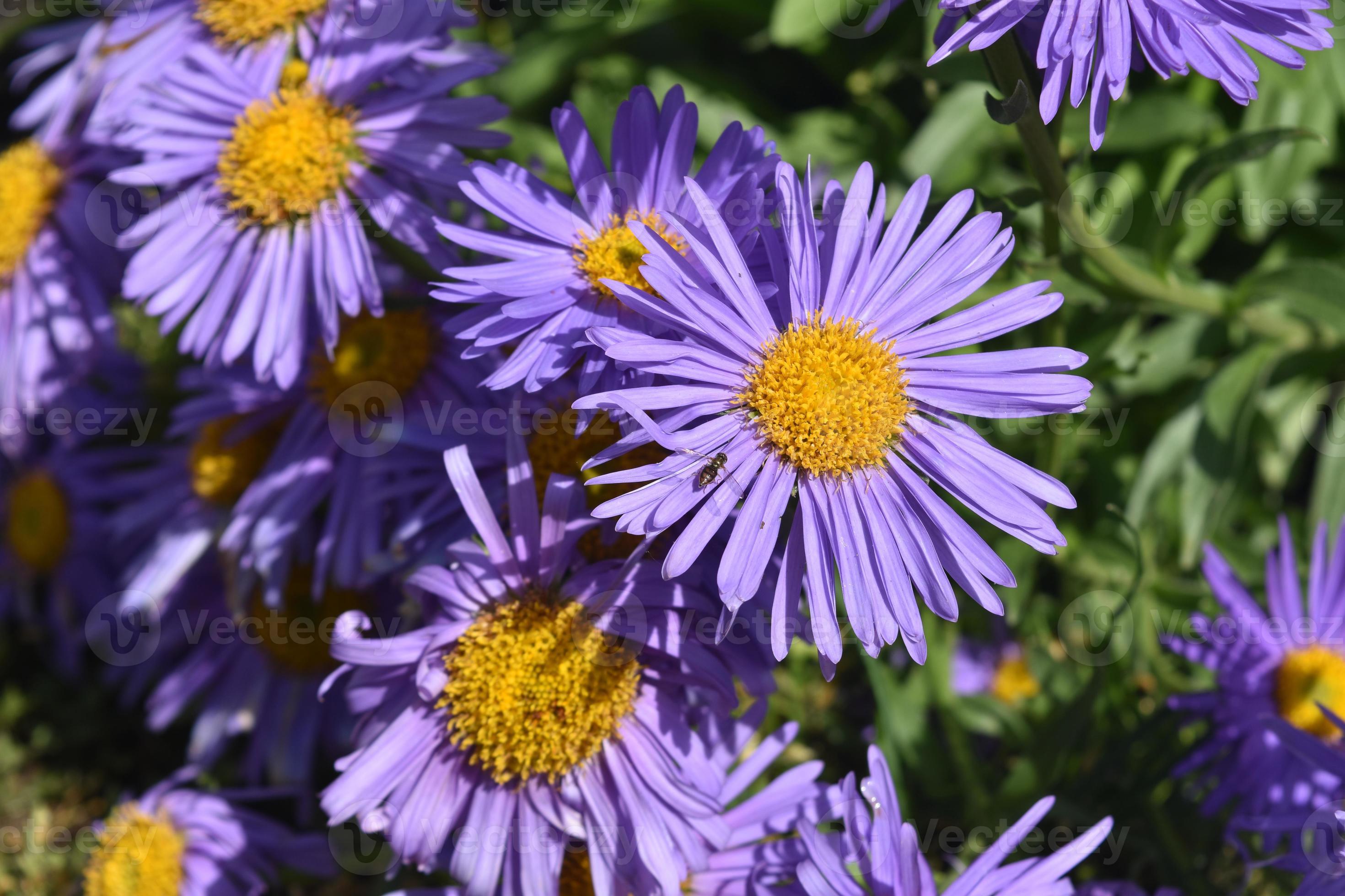 belle abondance de fleurs d'aster mauves et jaunes 9595602 Banque de photos