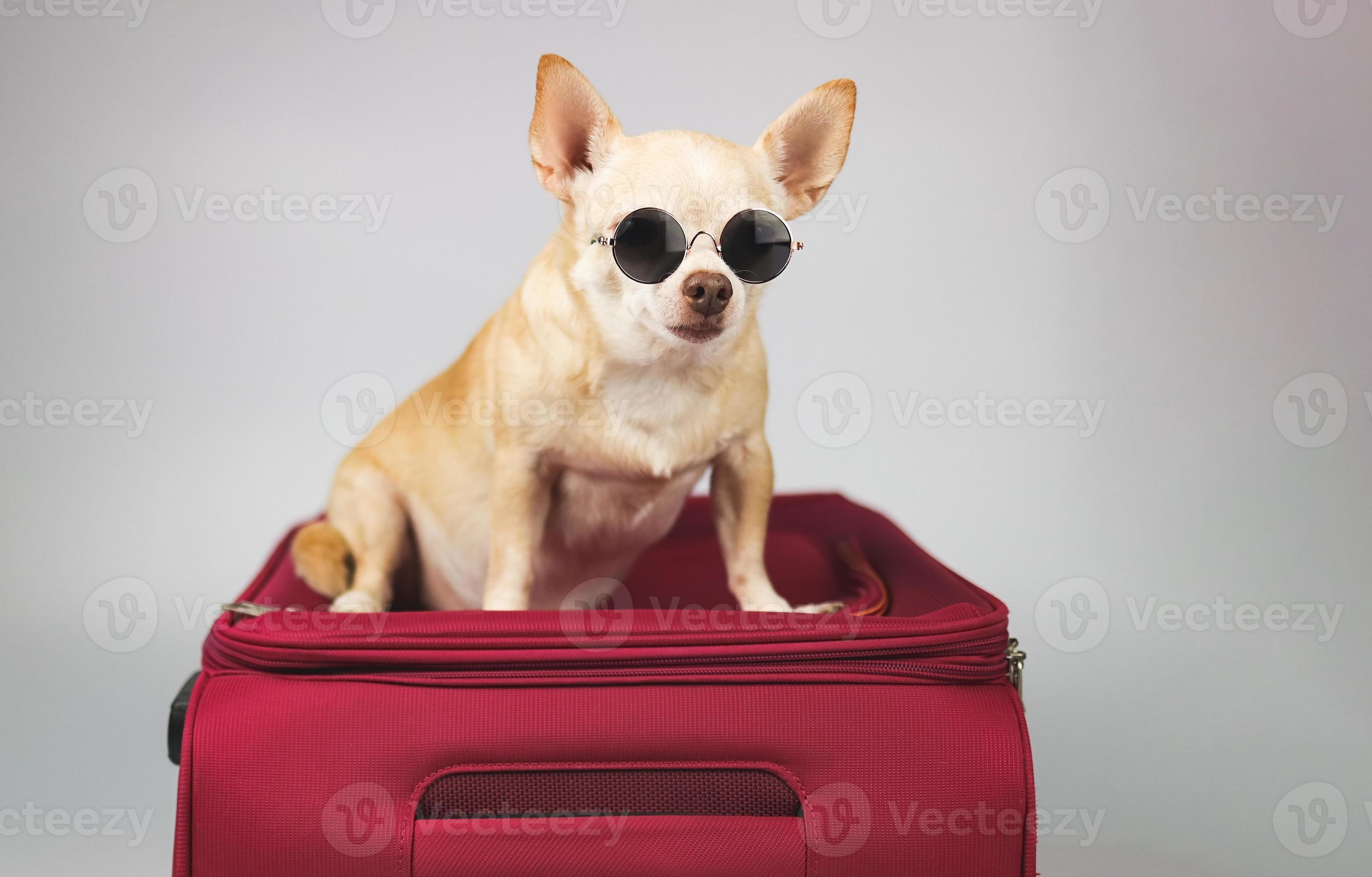 chien chihuahua brun à cheveux courts assis sur une valise rose avec  accessoires de voyage, chapeaux de paille, isolé sur fond bleu. 9667309  Photo de stock chez Vecteezy