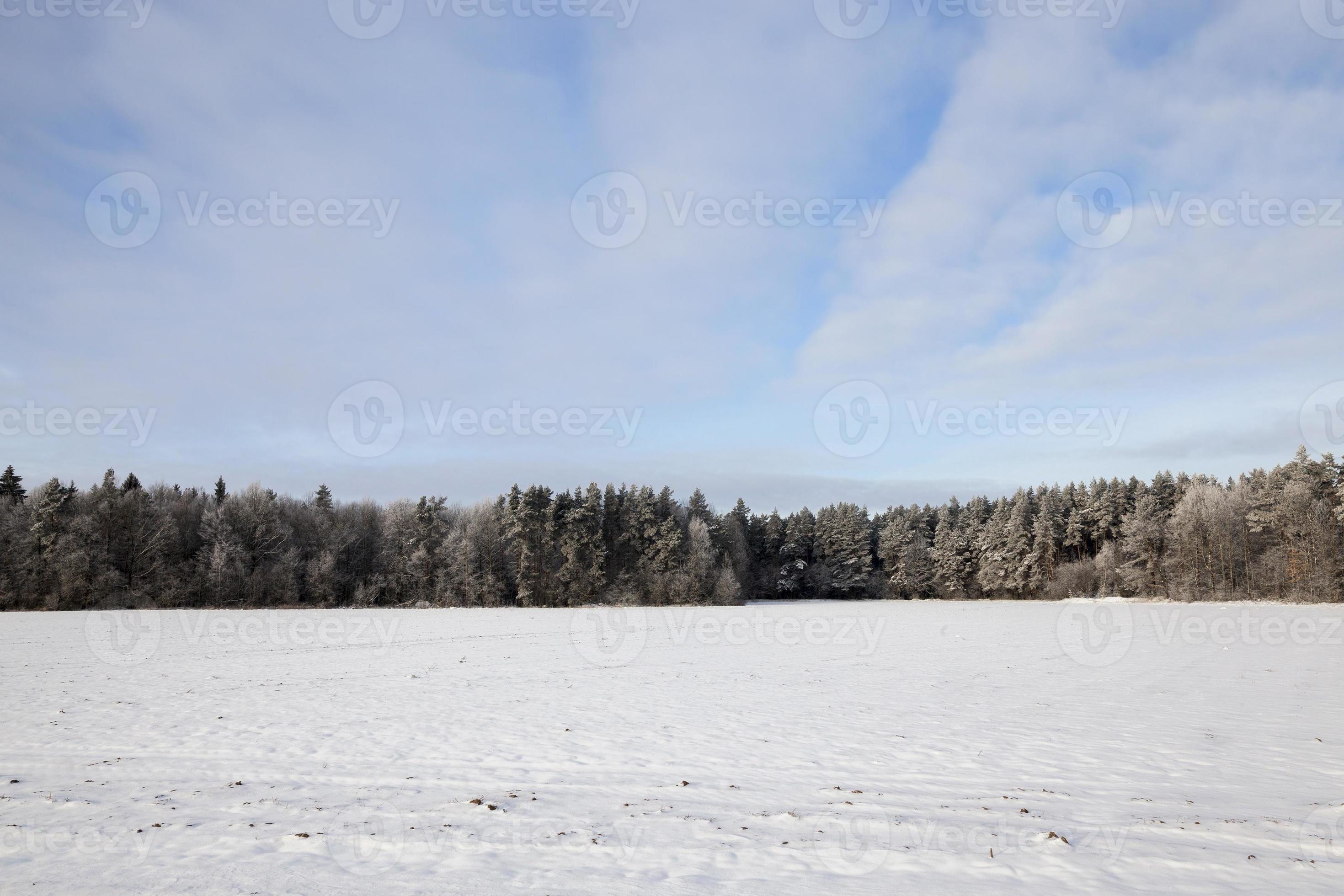 Forêt mixte en hiver