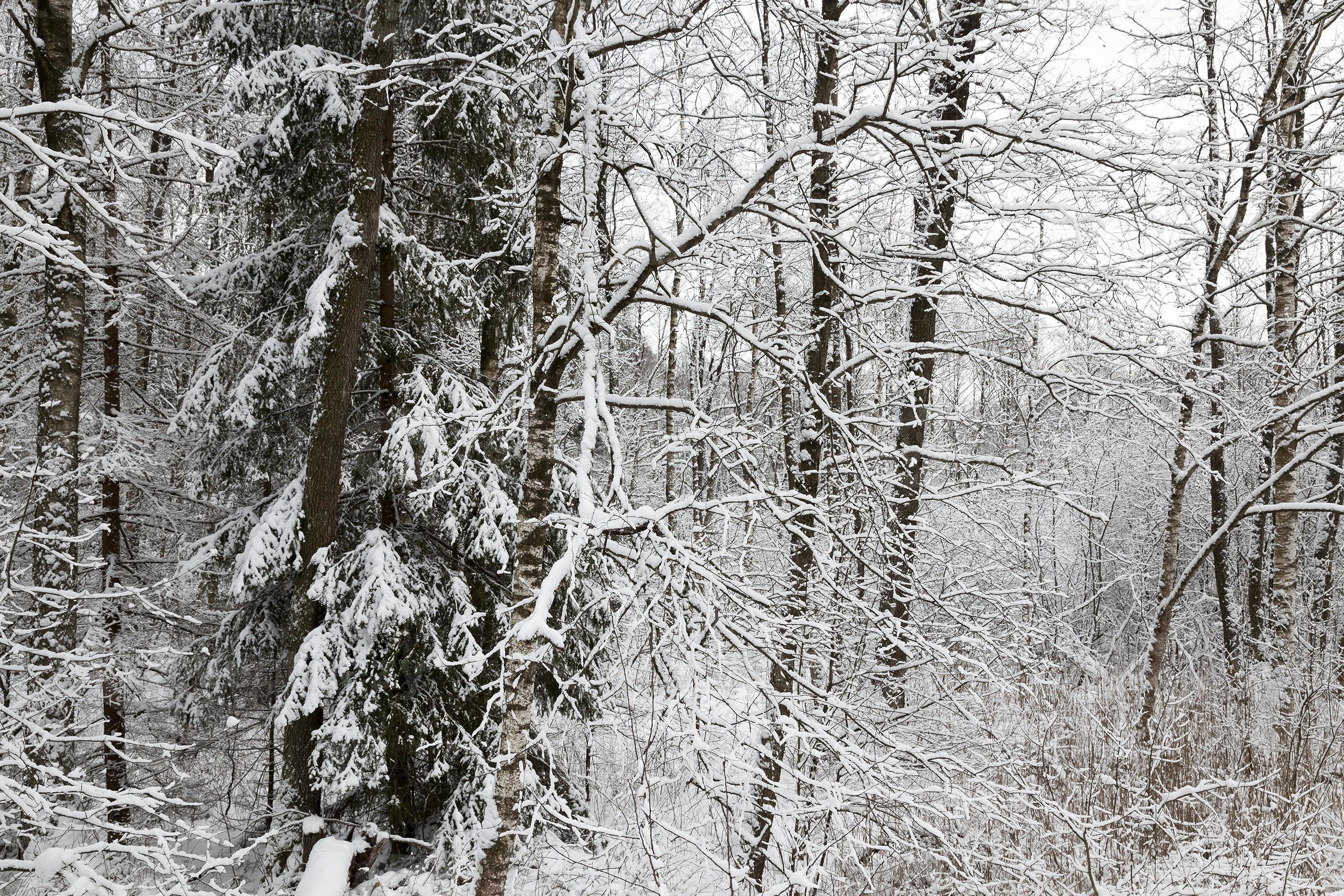 Forêt mixte en hiver