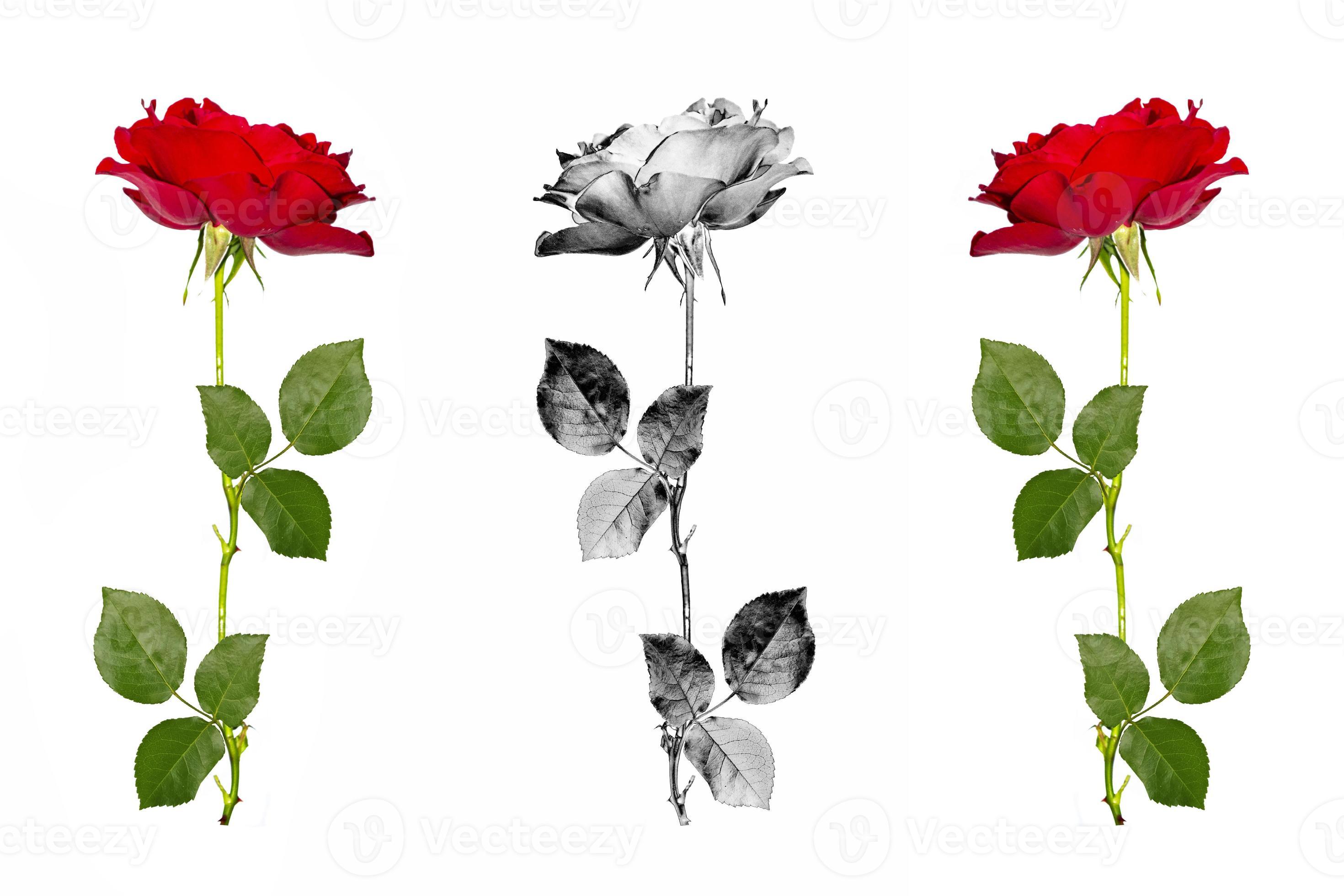 cinq roses rouges sur fond blanc. fond floral 9894920 Banque de photos