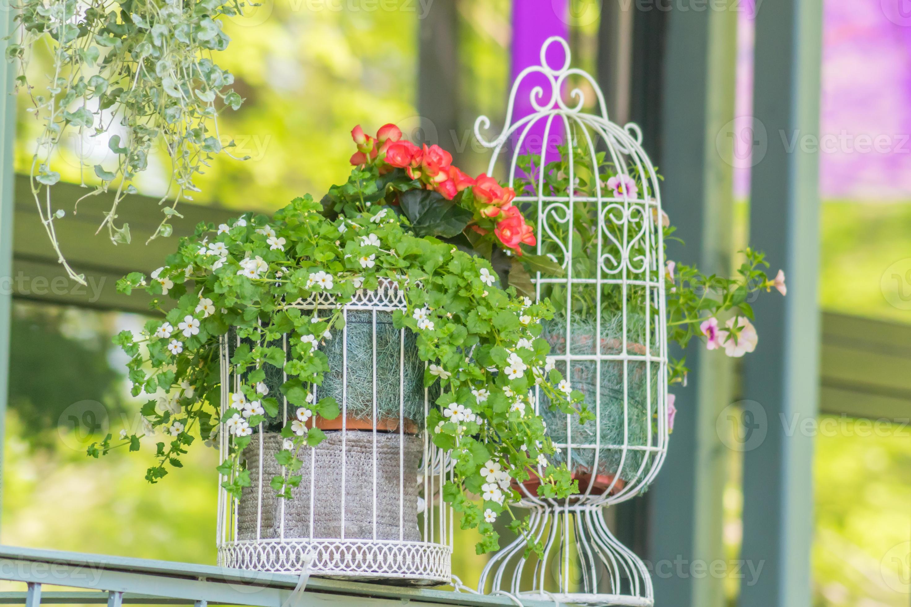 cages à oiseaux décoratives avec fleurs à l'extérieur, décoration de jardin  et de rue 9996801 Photo de stock chez Vecteezy