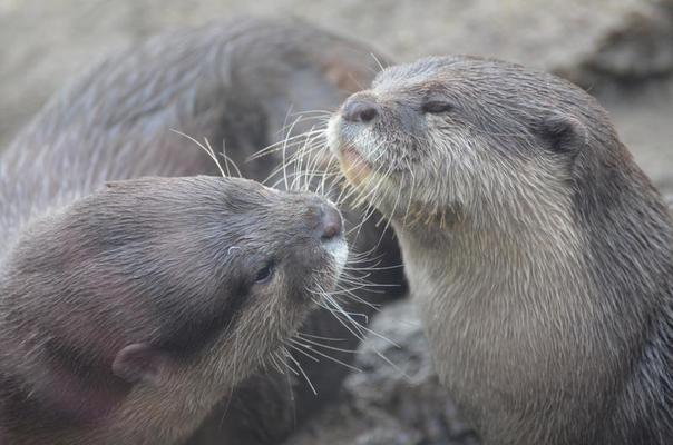 Loutres, deux, animal, loutre, câlin Fond d'écran HD