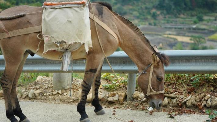 gros plan de la tête d'un cheval bai avec une bride. 12753452 Photo de  stock chez Vecteezy