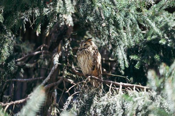 Cache-oreilles 'hibou