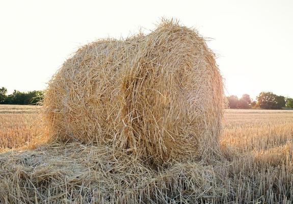 Une Oreille De Blé Dans Sa Main Sur Le Fond D'une Balle De Paille