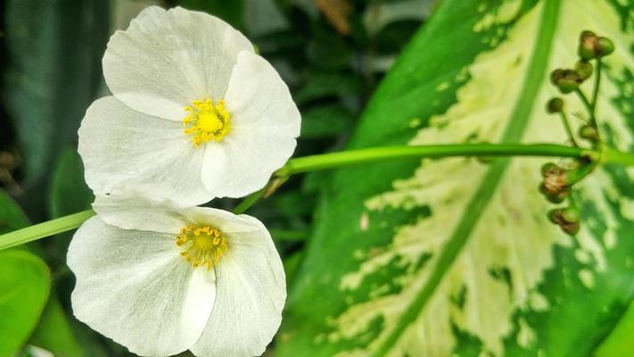 belle plante épée, fleur blanche et nectar jaune. fleurir le matin.  Echinodorus palaefolius. parfait pour le fond naturel et le papier peint.  5471586 Banque de photos