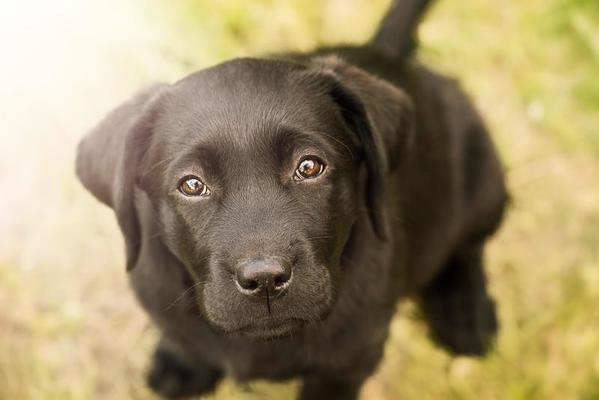 Chien Fond Noir Regarde La Caméra Avec