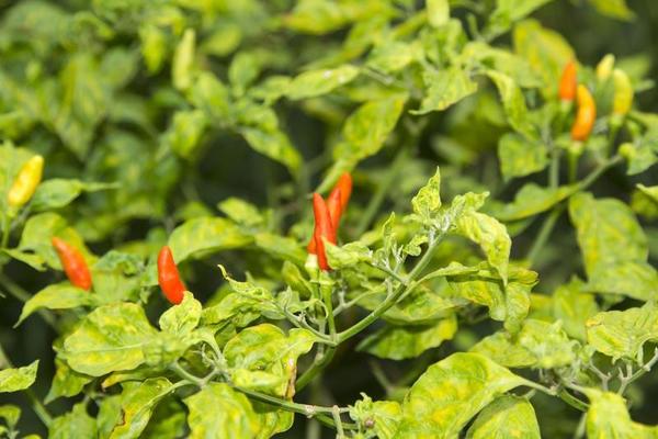 piment de guinée rouge et vert full farme 8159896 Photo de stock chez  Vecteezy