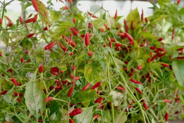 piment de guinée rouge et vert full farme 8159896 Photo de stock chez  Vecteezy