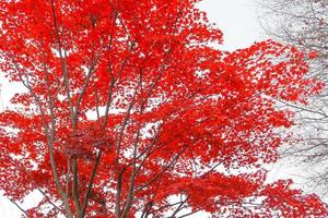 feuilles d'érable rouge et flou artistique des branches, dans l'environnement naturel des arbres par une belle journée d'arrière-plan en automne photo