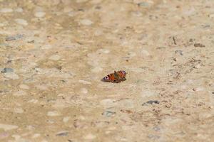 un jour papillon oeil de paon assis sur une route de gravier dans une journée ensoleillée photo