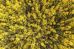 champ de belle fleur dorée printanière de colza avec ciel bleu, canola colza en latin brassica napus avec route rurale et beau nuage, le colza est une plante pour l'industrie verte photo