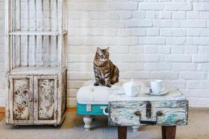 table, chaises, étagères sur le fond d'un mur de briques blanches à l'intérieur d'un loft vintage avec chat photo