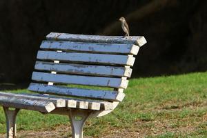 banc de repos dans le parc de la ville. photo