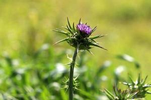 une plante de chardon épineux dans une clairière dans le nord d'israël. photo