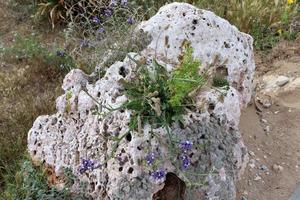 les plantes vertes et les fleurs poussent sur les pierres photo