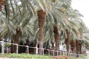 un grand palmier dans un parc de la ville du nord d'israël. photo