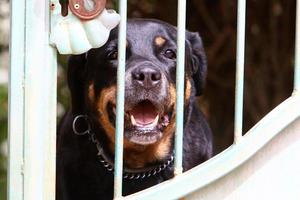 le chien est assis derrière une haute clôture. photo