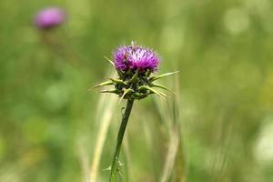 une plante de chardon épineux dans une clairière dans le nord d'israël. photo