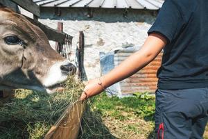 un petit garçon donne du foin à une vache. photo