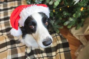 portrait drôle de chiot mignon border collie portant costume de noël chapeau de père noël rouge près de l'arbre de noël à la maison à l'intérieur arrière-plan. préparation des vacances. concept joyeux joyeux noël. photo