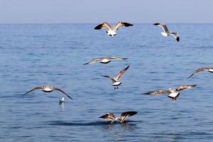oiseau posé sur les rives de la mer méditerranée photo