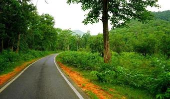 la route dans la forêt verte dense de daringbadi à odisha photo