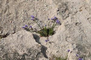 les plantes vertes et les fleurs poussent sur les pierres photo