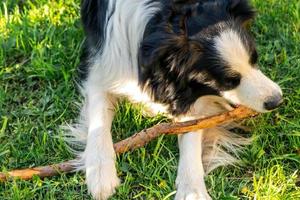 l'activité des animaux de compagnie. mignon petit chien border collie allongé sur l'herbe à mâcher sur le bâton. chien de compagnie avec une drôle de tête en journée d'été ensoleillée à l'extérieur. soins aux animaux de compagnie et concept de vie d'animaux drôles. photo