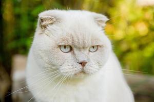 drôle de portrait de chaton blanc domestique à poil court sur fond vert d'arrière-cour. chat britannique marchant à l'extérieur dans le jardin le jour de l'été. concept de santé et d'animaux de soins pour animaux de compagnie. photo