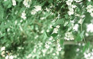 seringa de jardin seringa philadelphus coronarius buisson de fleurs blanches dans un jardin. jardinage d'été et décoration de jardin. plantes parfumées aromatiques pour le jardin photo