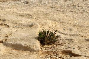 les plantes vertes et les fleurs poussent sur les pierres photo