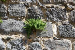 les plantes vertes et les fleurs poussent sur les pierres photo