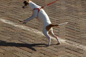 chien pour une promenade dans un parc de la ville au bord de la mer méditerranée photo