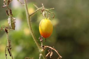 riche récolte de tomates cerises dans le potager de la ferme collective. photo