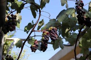 une riche récolte de raisins de cuve dans le jardin de la ferme collective. photo