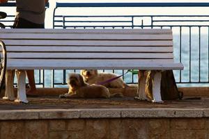 banc de repos dans le parc de la ville au bord de la mer. photo