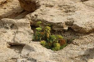 les plantes vertes et les fleurs poussent sur les pierres photo