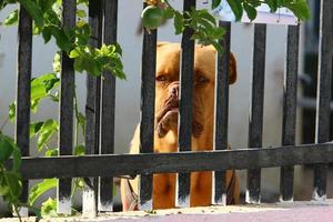 le chien est assis derrière une haute clôture. photo