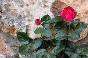 fleurs d'été dans un parc de la ville du nord d'israël. photo