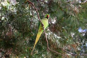 un perroquet vert est assis sur un arbre. photo