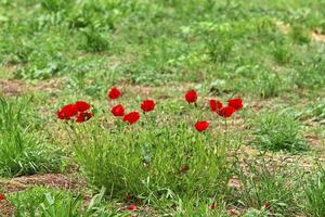 fleurs d'été dans un parc de la ville du nord d'israël. photo