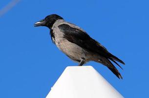 corbeau dans le parc de la ville au bord de la mer. photo