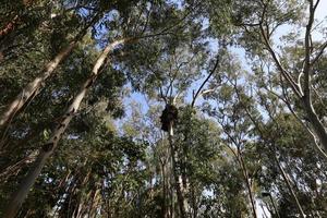 de grands arbres dans une forêt du nord d'israël photo