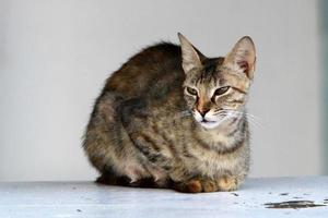 le chat domestique est un mammifère de la famille des félins de l'ordre des carnivores. photo