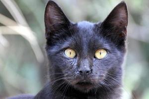 le chat domestique est un mammifère de la famille des félins de l'ordre des carnivores. photo