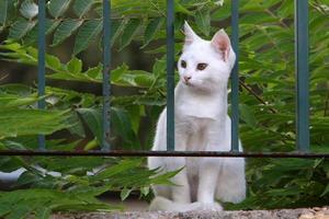 le chat domestique est un mammifère de la famille des félins de l'ordre des carnivores. photo